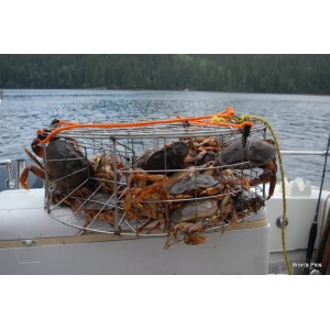 CT032 Pacific Stainless Steel Commercial Crab Trap Welded Wire 30"