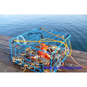 CT002S Pacific 24" Folding Steel Crab Trap 